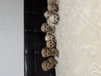 Mikro boy Poodle Yavrularımız