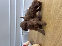 Kore kanı Dark red Brown poodle yavrular