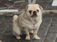 6 AYLIK AŞILARI TAM DİŞİ WHİTE PUG