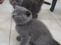 Scottish Fold ve British Shorthair Yavrularımız