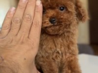3 aylık erkek ve dişi kore poodle yavrular