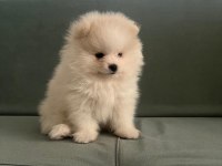 Pomeranian boo yavrumuz