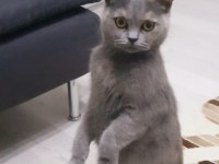 British shorthair 4 yaşında dişi