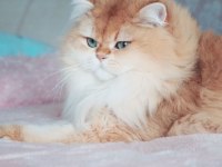 British Longhair Yetişkin Ny12 Erkek