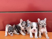EGZOTİK RENK FRENCH BULLDOG BEBEKLER