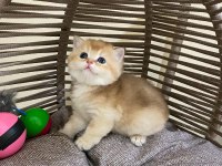 40 günlük british shorthair erkek
