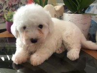 Anne altından MALTESE yavrumuz