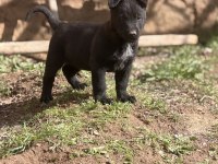 Koyu maskeli hırslı malinois yavrular