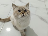 Kedimize yeni yuva arıyoruz