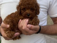 SAĞLIK VE IRK GARANTİLİ KORE POODLE