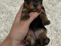 A kalite anne altından Yorkshire terrier