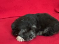 Teslime hazır yavru köpekler