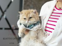 Garfield dişi kedimiz