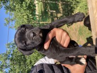 Dev panter siyah cane corso canavarlar