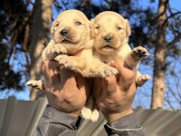 En İyi Golden Retriever Dostuna Kavuş