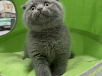 Scottish fold dişi yavrumuz