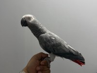 FULL EVCİL KONUŞAN JAKO