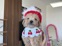 Sevimli maltipoo kızımız ailesini arıyor