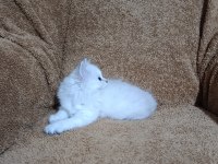 British longhair silverpoint kızımız