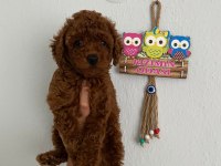 Red Brown Poodle Yavrularim Orijinal