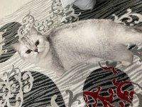 Oyuncul eğlenceli çocuk arkadaşı british shorthair