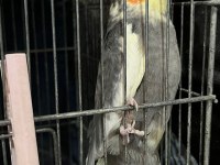 Çift Damızlık Sultan Papağanları