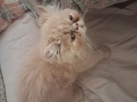 2 Aylık Persian İran Kedimiz