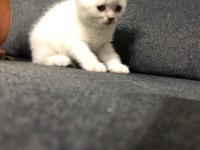 11 Mart doğumlu scottish fold yeni ailelerimizi arıyoruz