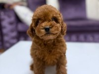 Baby face toy poodle yavrumuz