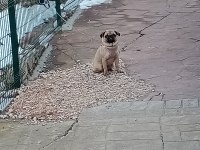 PUG Dişi Kızana Yakın Sahiplenecektir.