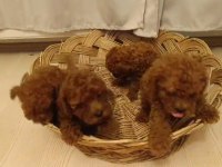 Red brown toy poodle bebekler yeni yuvalarını bekliyorlar