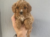 Dünya tatlısı maltipoo bebeklerim