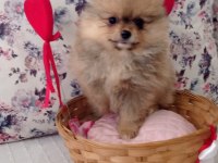 Dünyalar Güzeli Pomeranian Bo Dişi Yavru