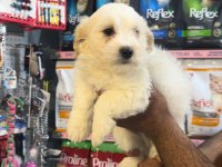 2 Aylık erkek terrier aşıları yapıldı