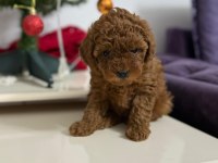 Mükemmel Toy Poodle Dişi Yavrumuz Yeni Ailesini Aramakta