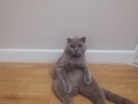 Yetişkin erkek british shorthair