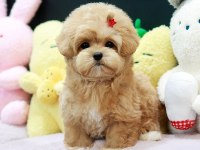 ANTİALERJİK TEACUP MALTIPOO BEBEKLERİMİZ