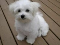 Shih tzu köpeği yavruları