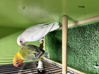 Sağlıklı cennet papağanı takım albino ve yeşil