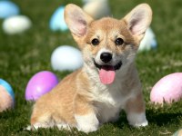 Türkiyede Tek welsh corgi