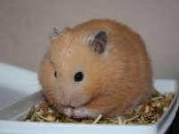 Çok Şirin Suriye Hamster Yavrular Adana