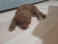 OYUNCU TOY POODLE