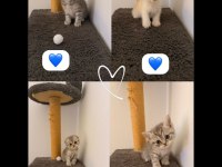 51 Günlük Scottish Fold Ve Brıtısh Bluepoint