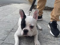French bulldog yavrular ırk sağlık garantili