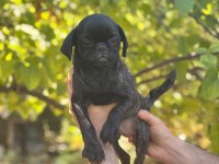 EGZOTİK DİŞİ BRİNDLE PUG YAVRUSU