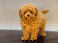 DİŞİ VE ERKEK TOY GARANTİLİ POODLE YAVRULARIMIZ