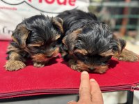 Show kalite tea cup yorkshire terrier yavrularımız