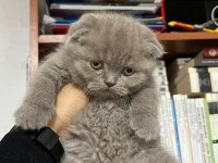 Scottish Fold Yavrularımız