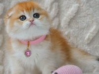 Şampiyon Soyundan NY12 Scottish Fold Shorthair