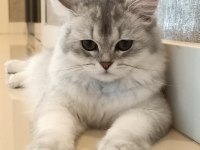1.5 Yaşında Safkan British Longhair - Tamamen Ücretsiz